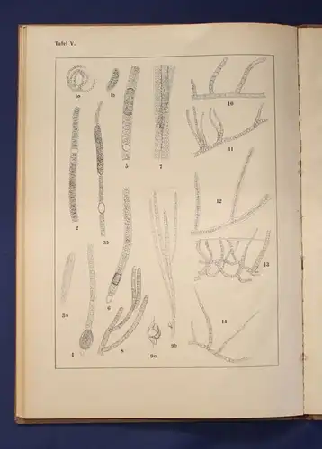 Migula Die Spaltalgen Band 12 um 1925, 5 Tafeln  Ichthyologie, Gewässer js