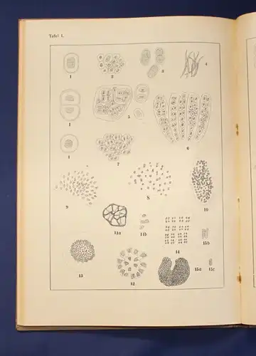 Migula Die Spaltalgen Band 12 um 1925, 5 Tafeln  Ichthyologie, Gewässer js