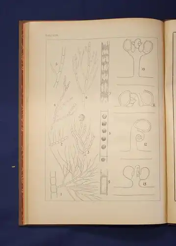 Migula Die Grünalgen Ein Hilfsbuch für Anfänger illustriert, 8 Tafeln um 1926 js