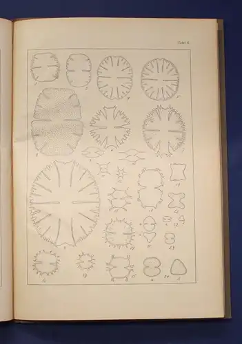 Migula Die Desmidiazeen um 1924, 7 Tafeln Ichthyologie, Gewässer, Meerestiere js