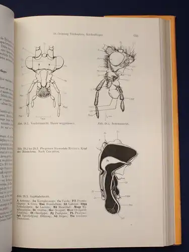 Kaestner Lehrbuch der speziellen Zoologie 1973 Band 1: Wirbellose 3. Teil js