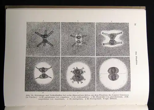 Ruttner Grundriss der Limnologie Hydrobiologie des Süsswassers 1940 Natur