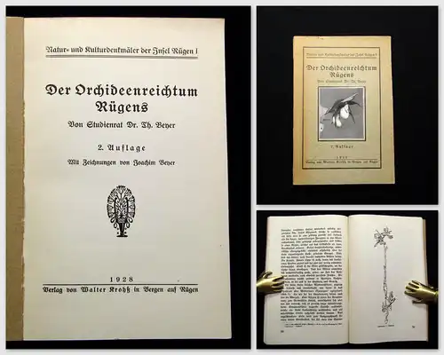 Beyer Der Orchideenreichtum Rügens 1928 Botanik Flora Pflanze Natur
