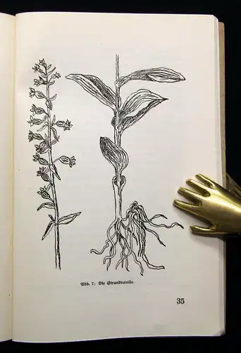Beyer Die Pflanzen am Meeresstrande Rügens 1928 Botanik Flora Pflanze Selten