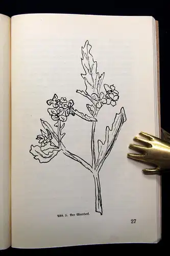 Beyer Die Pflanzen am Meeresstrande Rügens 1928 Botanik Flora Pflanze Selten