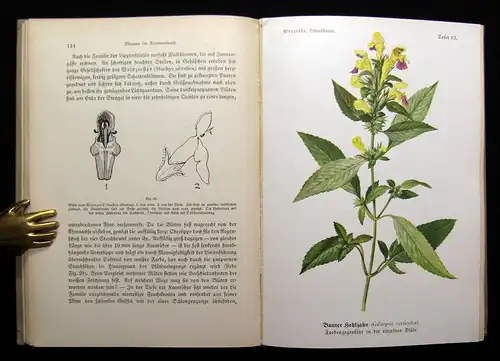 Worgitzky Lebensfragen aus der heimischen Pflanzenwelt 1911 Botanik Pflanze