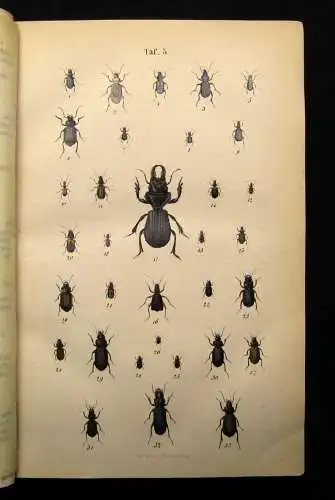 Jäger Käferbuch Naturgeschichte der Käfer Europa`s 1869 Für Sammler