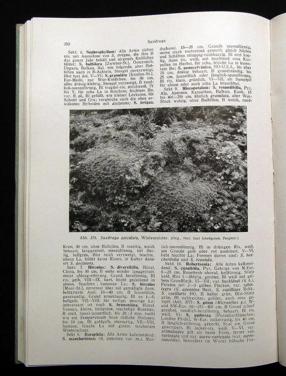 Schneider/Tarouca Unsere Freiland-Stauden 1934 Botanik Pflanzenkunde