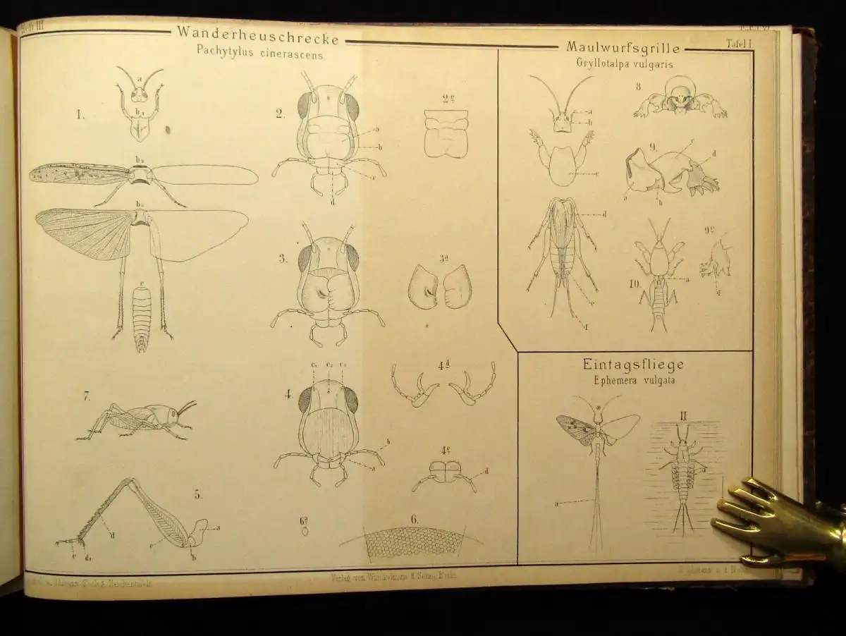 Vogel,Ohmann Zoologische Zeichentafeln 3 Hefte komplett 1892-93 54 Tafeln gesamt