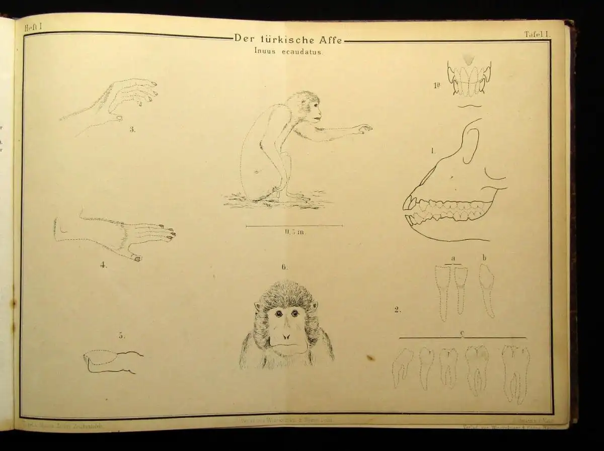 Vogel,Ohmann Zoologische Zeichentafeln 3 Hefte komplett 1892-93 54 Tafeln gesamt