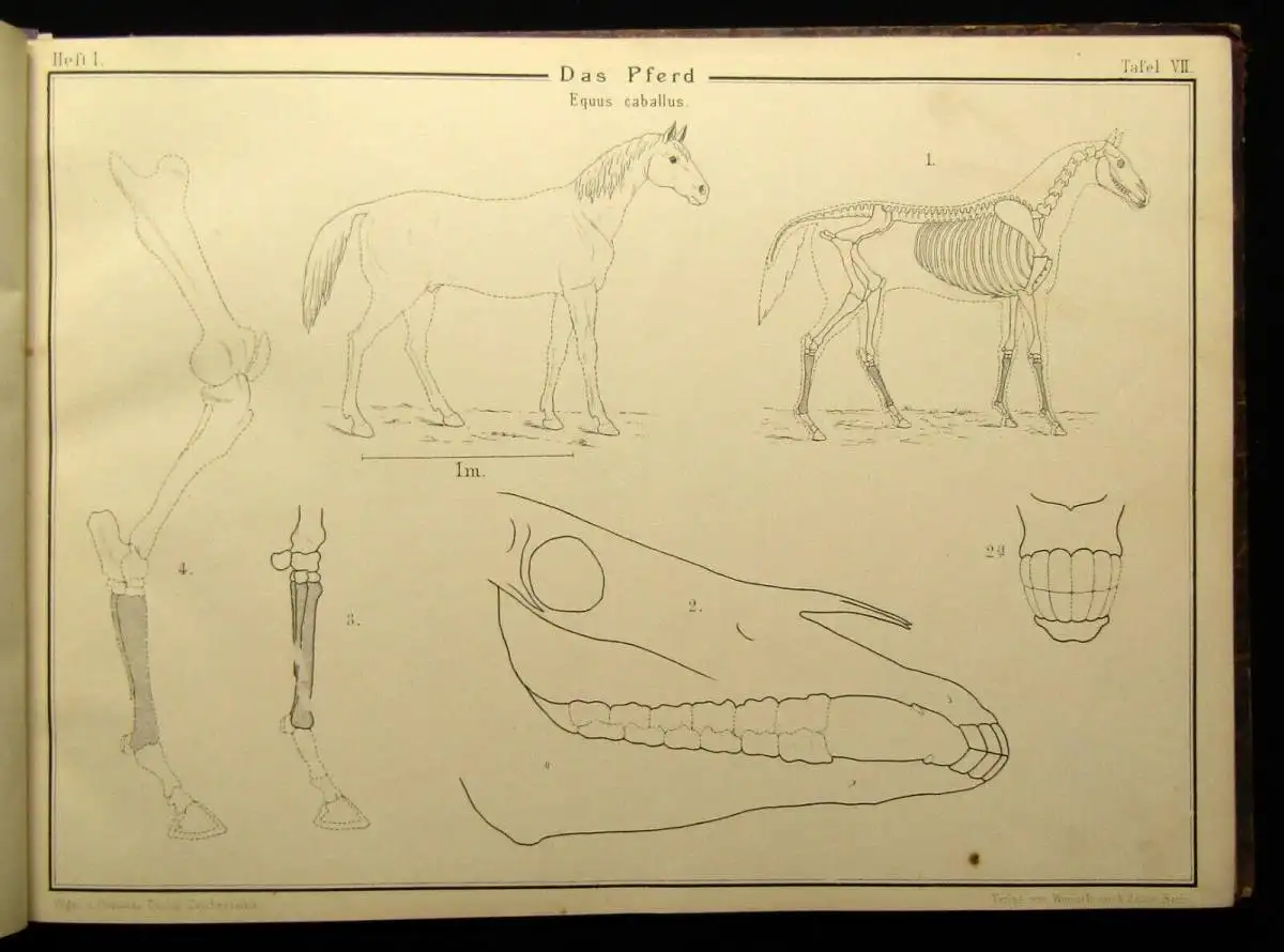 Vogel,Ohmann Zoologische Zeichentafeln 3 Hefte komplett 1892-93 54 Tafeln gesamt