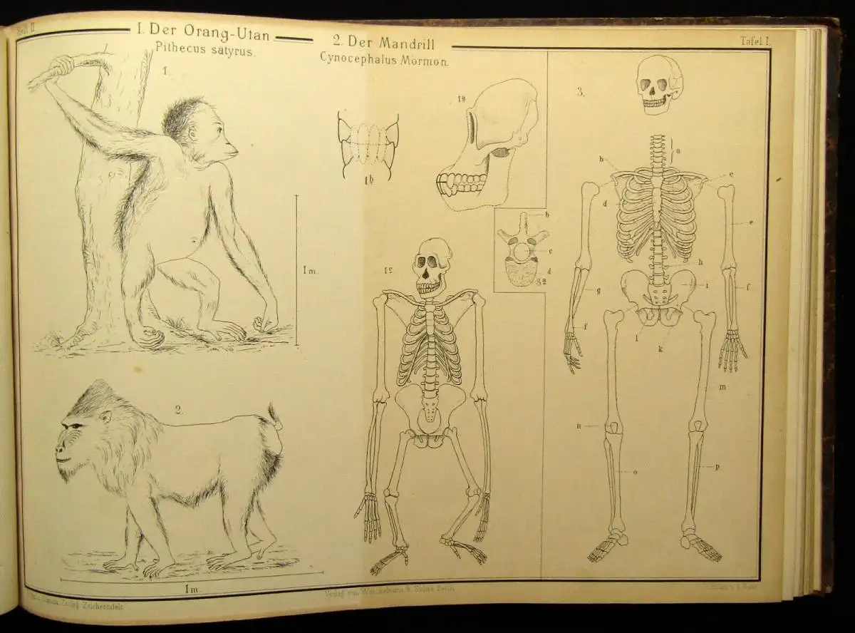 Vogel,Ohmann Zoologische Zeichentafeln 3 Hefte komplett 1892-93 54 Tafeln gesamt