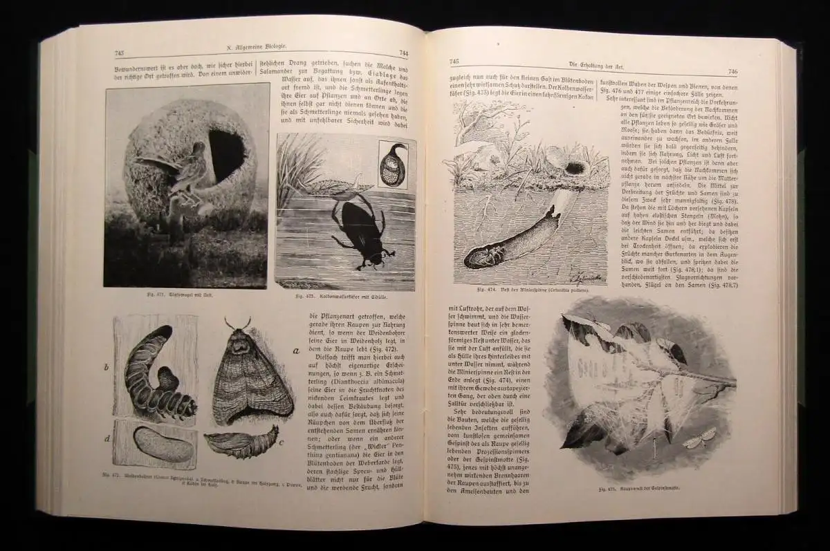 Dennert Moderne Naturkunde Einführung in die gesamten Naturwissenschaften 1914