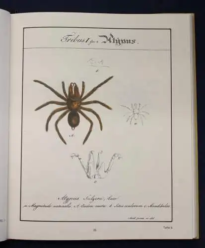 Hahn Monographie der Spinnen Reprint der Ausgabe von (1820-1836) 1988 js