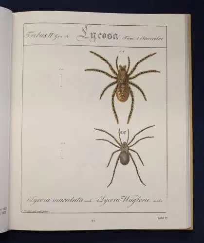 Hahn Monographie der Spinnen Reprint der Ausgabe von (1820-1836) 1988 js