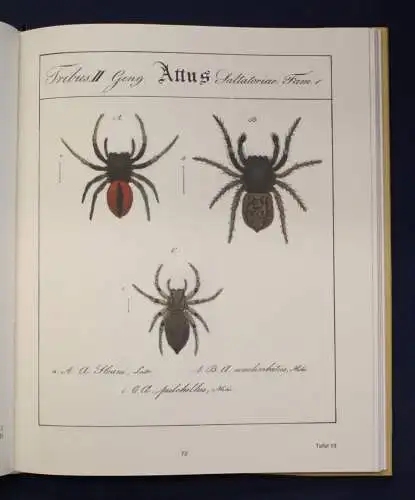 Hahn Monographie der Spinnen Reprint der Ausgabe von (1820-1836) 1988 js