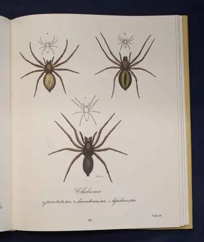 Hahn Monographie der Spinnen Reprint der Ausgabe von (1820-1836) 1988 js