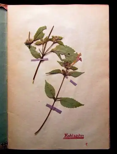 Herbarium Schulaufgabe in 3 Heften  von 1957 50 Pflanzen, Sammlung von Pflanzen
