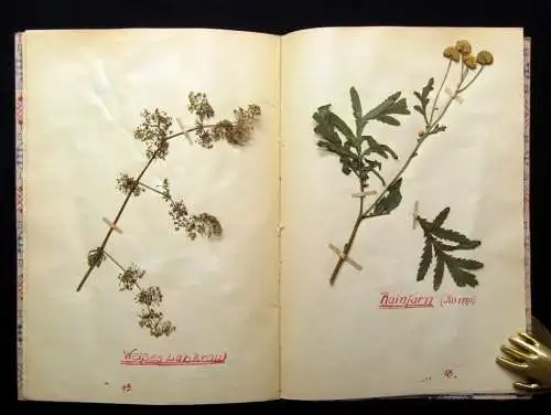 Herbarium Schulaufgabe in 3 Heften  von 1957 50 Pflanzen, Sammlung von Pflanzen
