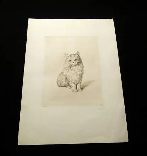 Wilhelm Pech Radierung 1.Hälfte 20.Jh. süsses Kätzchen, Katze, in Blei signiert