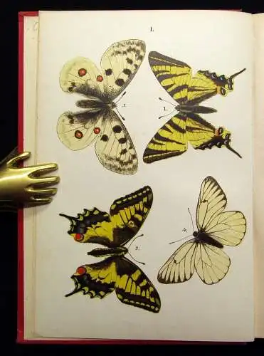 Hofmann Der Schmetterlingsfreund. Mit 23 Chromolithographischen Tafeln 1908