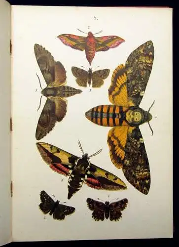 Hofmann Der Schmetterlingsfreund. Mit 23 Chromolithographischen Tafeln 1908