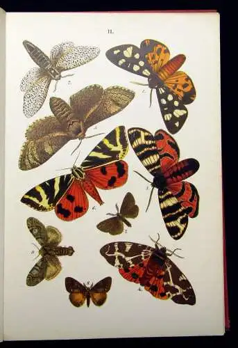 Hofmann Der Schmetterlingsfreund. Mit 23 Chromolithographischen Tafeln 1908