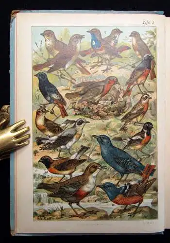 Lehmann Unsere Vögel kurze Schilderung unserer wichtigsten heimischen Vögel 1895
