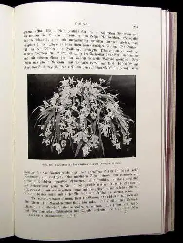 Hesdörffer Handbuch der praktischen Zimmergärtnerei 1914 300 Or. Abb. im Text