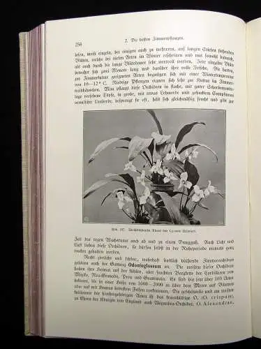 Hesdörffer Handbuch der praktischen Zimmergärtnerei 1914 300 Or. Abb. im Text