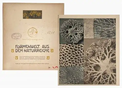 Gerlach Formenwelt aus dem Naturreiche. Photographische Naturaufnahmen 1904