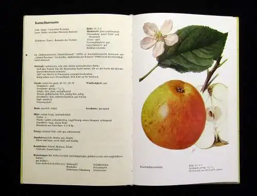 Koloc 2x Wir zeigen Apfelsorten, Wir zeigen weitere Apfelsorten 1965,1967 Natur