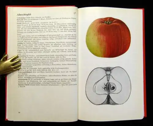 Petzold, Herbert Apfelsorten Aquarelle u. Zeichnungen Ernst Halwaß 1982 Natur
