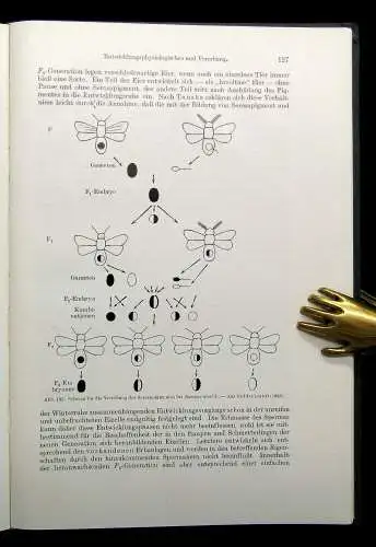 Bock Pigorini Technologie der Textilfasern Die Seidenspinner 1938 144 Abb.