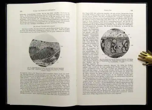 Bock Pigorini Technologie der Textilfasern Die Seidenspinner 1938 144 Abb.