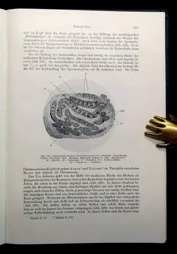 Bock Pigorini Technologie der Textilfasern Die Seidenspinner 1938 144 Abb.