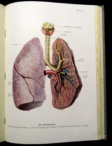 Schlecht,Früh Der Weg zur Gesundheit 2 Bde. 1928 3 Sonderbeilagen Aufklärung