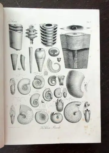 Bronn Atlas zu H.G. Bronns Lethaea geognostica oder Abbildung 1850- 1856