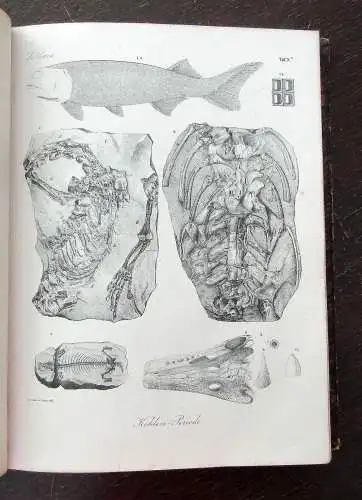 Bronn Atlas zu H.G. Bronns Lethaea geognostica oder Abbildung 1850- 1856