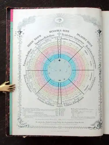 Bronn Atlas zu H.G. Bronns Lethaea geognostica oder Abbildung 1850- 1856