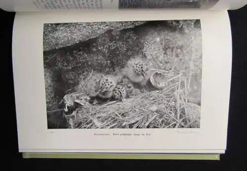 Meerwarth Lebensbildern aus der Tierwelt um 1910 6 Bände komplett Natur Tiere