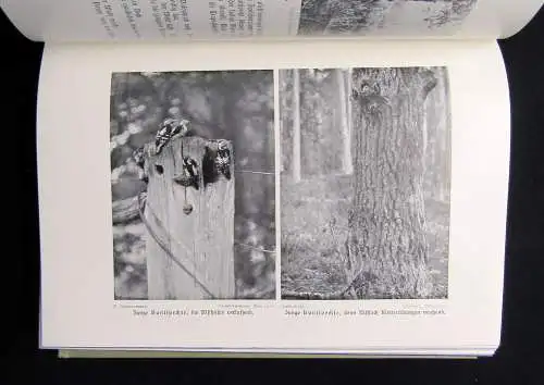 Meerwarth Lebensbildern aus der Tierwelt um 1910 6 Bände komplett Natur Tiere