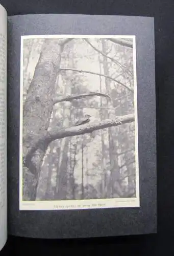 Meerwarth Lebensbildern aus der Tierwelt um 1910 6 Bände komplett Natur Tiere