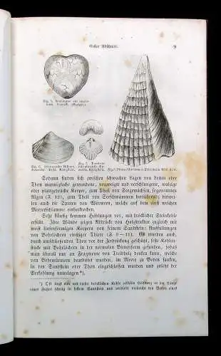 Gutbier Geognostische Skizzen aus der sächsischen Schweiz 1858 123 Abb. im Text