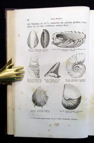 Gutbier Geognostische Skizzen aus der sächsischen Schweiz 1858 123 Abb. im Text