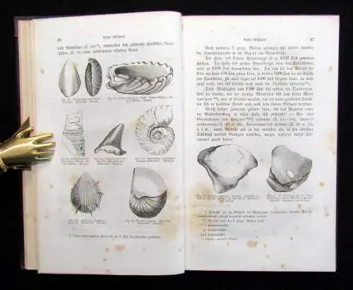 Gutbier Geognostische Skizzen aus der sächsischen Schweiz 1858 123 Abb. im Text