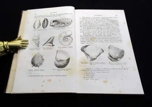 Gutbier Geognostische Skizzen aus der sächsischen Schweiz 1858 123 Abb. im Text