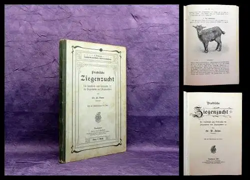 Heine Praktische Ziegenzucht Ein Handbuch zum Gebrauche für Ziegenhalter 1907