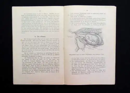 Heine Praktische Ziegenzucht Ein Handbuch zum Gebrauche für Ziegenhalter 1907