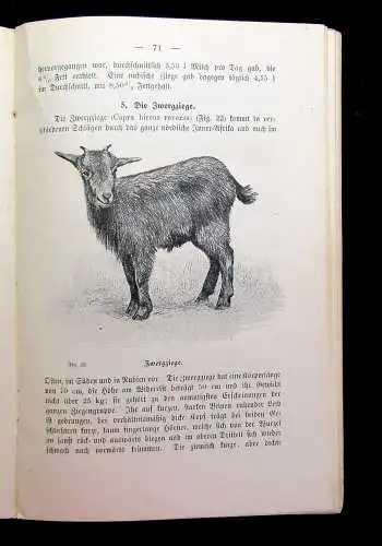 Heine Praktische Ziegenzucht Ein Handbuch zum Gebrauche für Ziegenhalter 1907